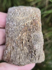 Partial Mosasaur Vertebrae Bones Cretaceous Dinosaur Fossil Ozan TX