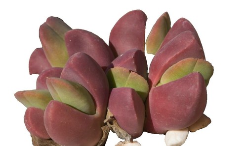 Conophytum Quaesitum Cactus Esotici Rari Pietre Vive Mesemb Cactus Seme 15 Semi - Foto 2