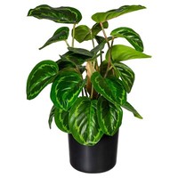 Kunstpflanze Maranta KüNstliche Pflanze GrüN Kunststofftopf H 45 Cm
