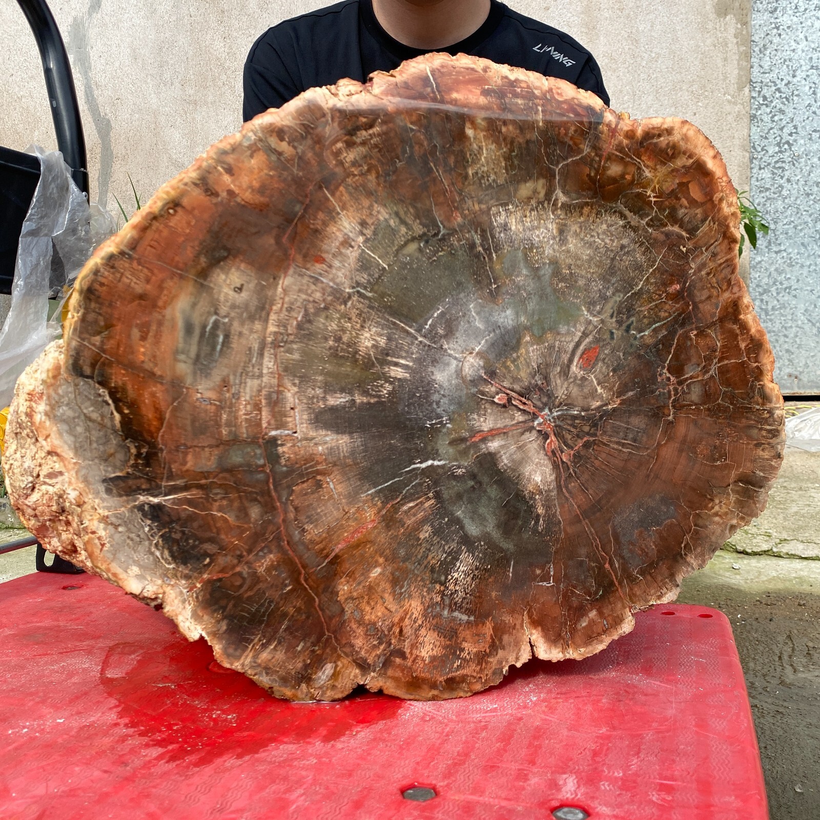 118lb Rare Natural petrified wood rough Wood fossil mineral specimen healing