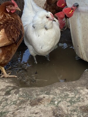 12++ Farm Fresh Fertile Chicken Hatching Eggs - Assorted Rainbow mix 