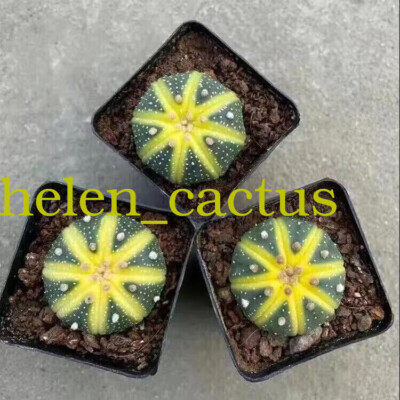 10pcs4-5cm Astrophytum asterias Beautiful Cactus Indoor and Outdoor FamilyGarden