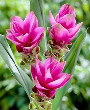 Pretty Imported Curcuma Pink Flower Bulbs Pack of 2 Bulbs