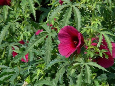 Hanfhibiscus - Kenaf Ruby Red 10+ Samen - Hibiscus cannabinus - ESSBARE Ed 085
