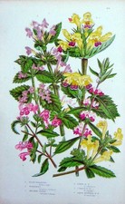 Original Old Antique Print C1870 Anne Pratt Plants Horehound Motherwort