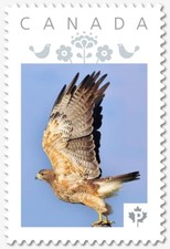 HAWK = Personalized Picture Postage stamp MNH Canada 2018 [p18-07s11]