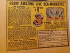 1969 SEA MONKEYS AD GROW YOUR OWN AD PAGE TOY VINTAGE AD — photo 1