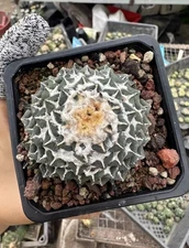 1pcs 7cm Multi Heads Rare Cacti Ariocarpus kotschoubeyanus  Self Rooted Sale