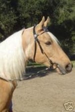 New BLACK Leather Western Poco Bridle w/Silve...