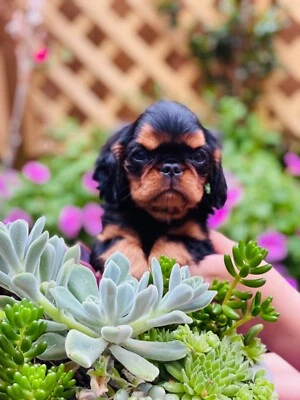 king charles cavalier puppies for sale gumtree