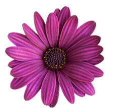 Purple Daisy Sticker Decal
