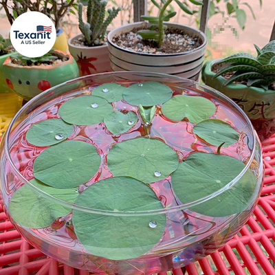 Lotus Bowl Planter Glass Lotus Bowls for Planting in Water Indoors Bonsai  Pots N | eBay