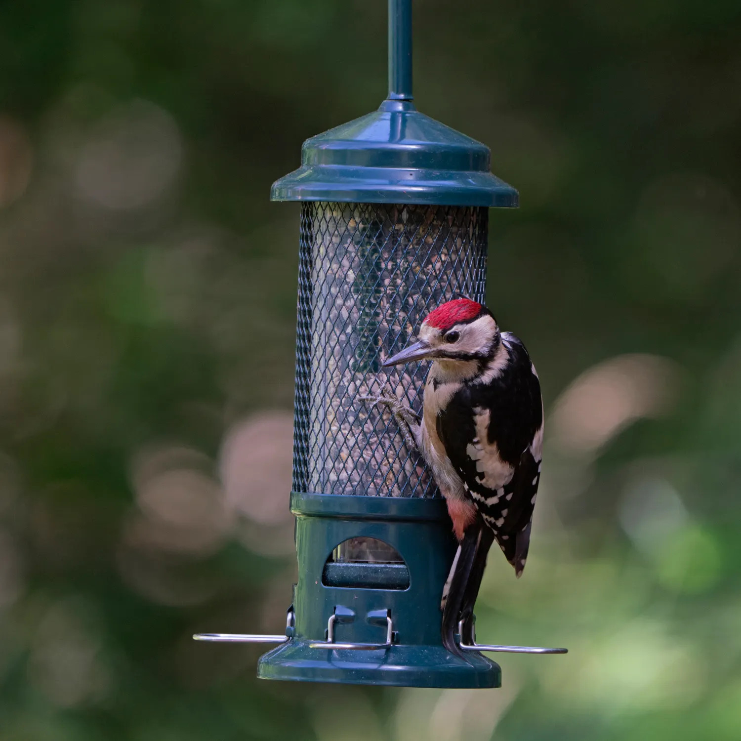 Brome Squirrel Buster Seed Feeder - 100% Squirrel Proof Resistant & large bir...