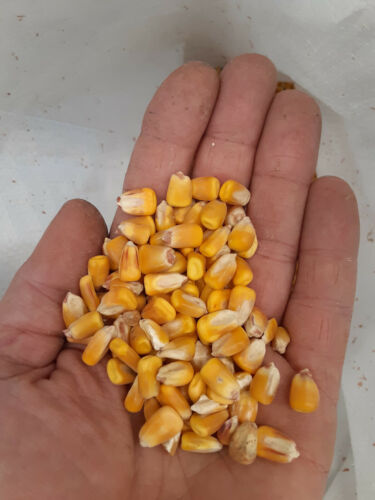 Alimento de maíz con cáscara ardilla entera vida silvestre ciervo pavo ardilla pájaro (5 o 10 lb) - Imagen 3 de 3