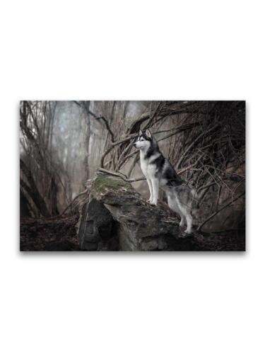 Siberian Husky In Forest Scenery Poster -Image by Shutterstock - Photo 1/2