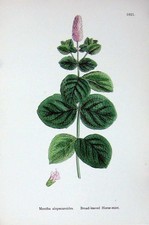 Old Antique Print Broad-Leaved Horse-Mint Botany Plants C1902 Herb Mentha