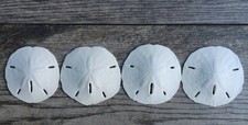 Real Sand Dollars 3" to 3.5" 4 Pack Sand Dollar Wall Art Ornament Set ...