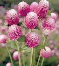 Gomphrena Bicolor Rose Annual Seeds