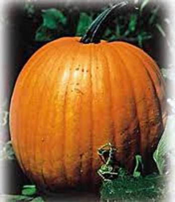 #ad PUMPKIN SEED JACK O LANTERN HEIRLOOM NON GMO 500 SEEDS PUMPKINS $11.99