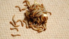 LOW PRICE Mealworms Tenebrio Molitor - 50 count LIVE NON-PESTS