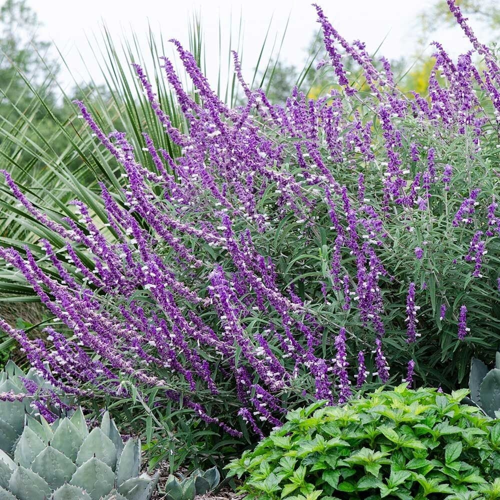 50LeucanthaSalviaSeedsFlowerSeedPerennialFlowersHummingbird753USASELL