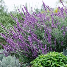 50 Leucantha Salvia Seeds Flower Seed Perennial Flowers Hummingbird 753 USA SELL