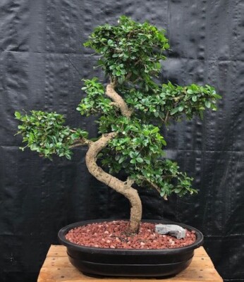 LIVE PLANT 13" Carmona microphylla - Ehretia microphylla - Fukien Tea for  bonsai | eBay