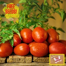 Fresh Premium Italian Roma Tomato Seeds | Heirloom Non-GMO | Vegetable Seeds