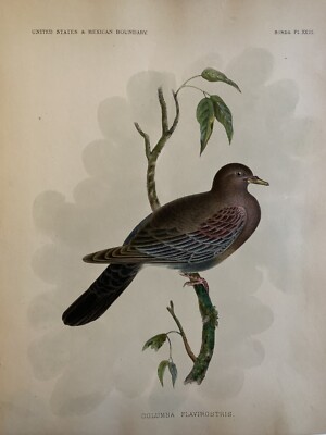 1859 Hand Colored Print Of Red-billed Pigeon Pl XXIII   U.S. & Mexican Boundary