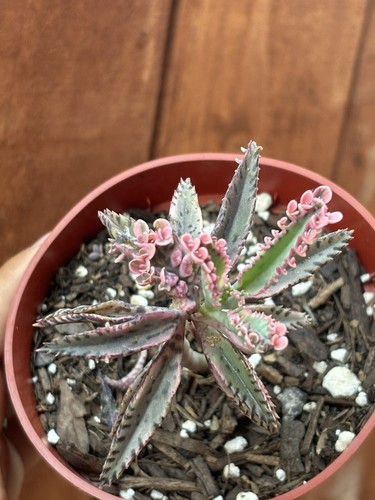 4” Kalanchoe ‘Pink Butterflies’ Succulent - Picture 2 of 5
