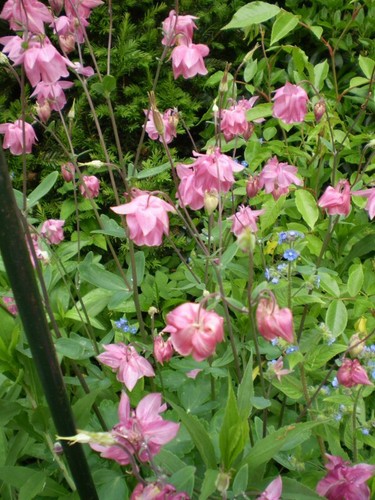 ORGANIC SEEDS FOR BEE'S, GARDEN, COTTAGE WILD FLOWERS - Picture 7 of 11