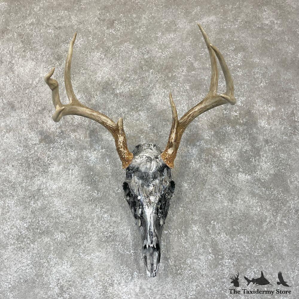 28102 N+ | Whitetail Deer Skull Dipped Taxidermy Mount For