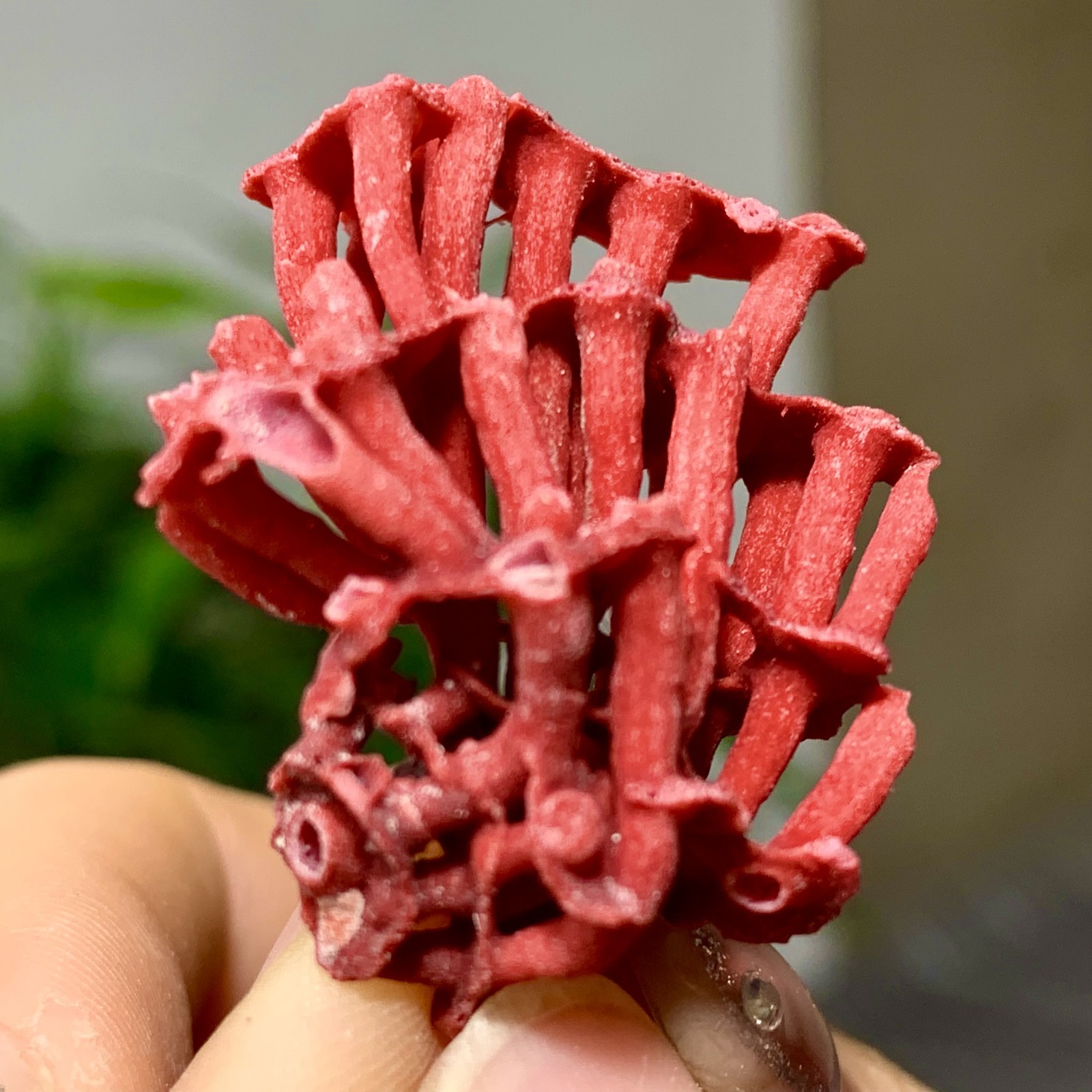2G Natural  red Coral Reef Cluster Marine Mineral Crystal Specimen