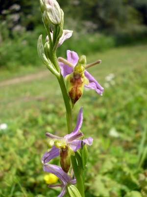 Photo 6x4 Wasp Orchid, Ophrys apifera var. trollii West Drayton/TQ0679 A c2017
