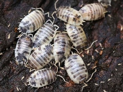 60+ Dairy Cow Isopods Live Porcellio Laevis Bioactive Cleanup Crew Free Ship