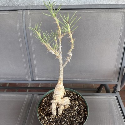 実生Pachypodium bispinosum 古木　半懸崖　作り込み PACHYPODIUM BISPINOSUM (20 inch height by 9 inch width) | eBay