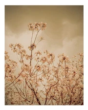 Elegant Floral Wall Art Poster - Nature-Inspired Decor Premium Quality