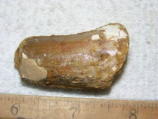Dinosaur fossil tooth Spinosaurus Cretaceous Era bigger 1.5 inch long D67