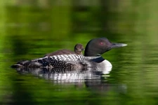 Common Loon with Chick I by Jim Cumming Wildlife Photography Giclee Art Print