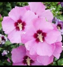 BEAUTY! Rose of Sharon Seeds Hibiscus Syriacus Althea Shrub Perennial Seeds 30+