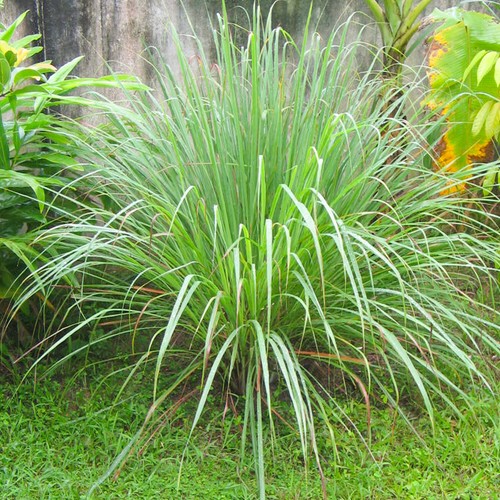 50 Tropical Giant Lemon Grass Seeds to Plant & Grow East Indian Kitchen Herbs - Picture 2 of 4