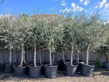 European Olive Tree Hardy Evergreen 160L Pots 250cm + Huge Heads A** Quality