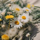 DandelionsandDaisies