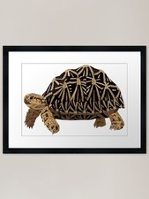 Indian Star Tortoise Framed Art Pri Framed Wall Art Poster Canvas Print Picture