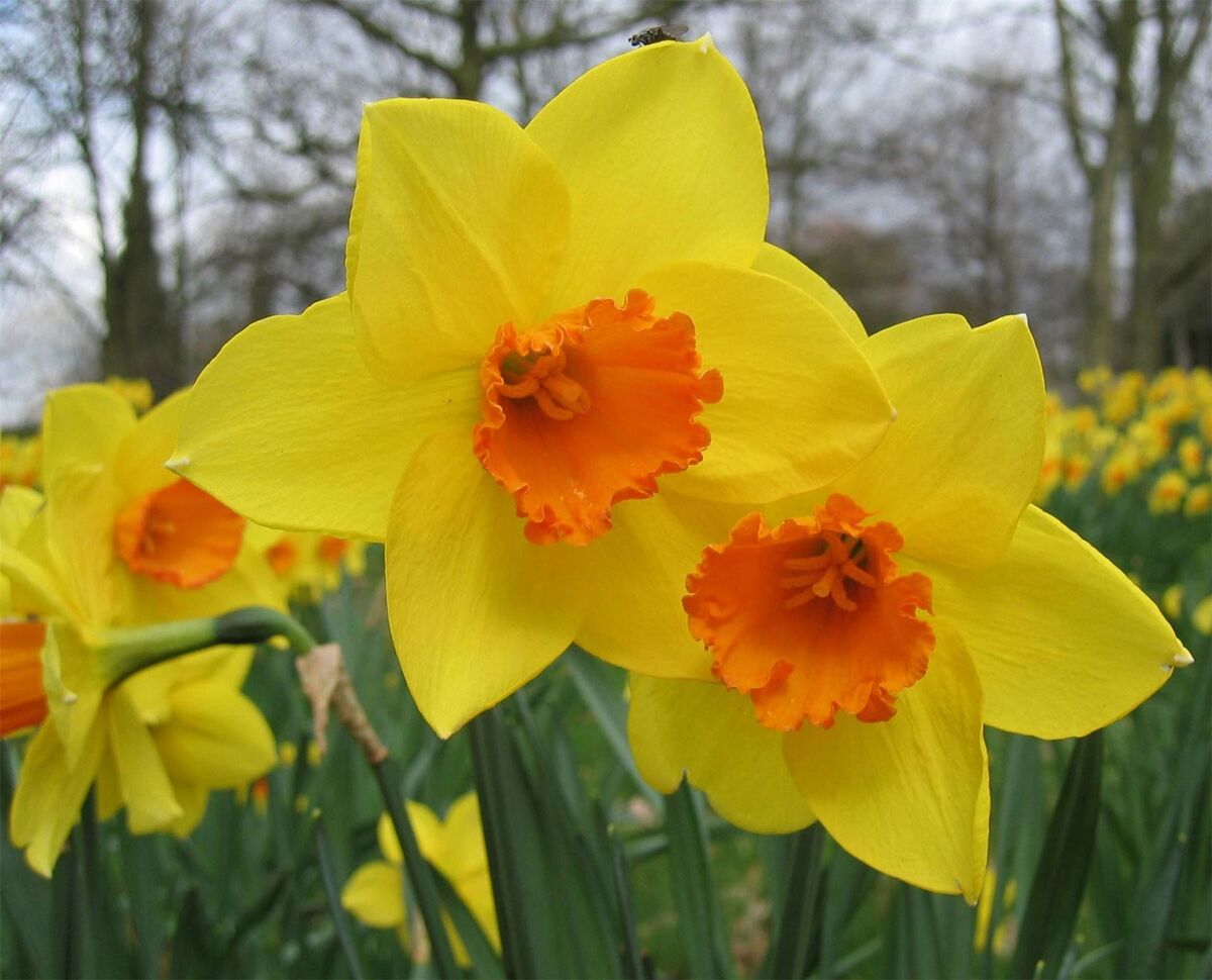 DWARF DAFFODIL NARCISSUS YELLOW GARDEN AUTUMN BULBS SPRING FLOWERING CORM  PLANT