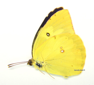 Unmounted Butterfly/Pieridae - Zerene cesonia cesonia, M, Mexico
