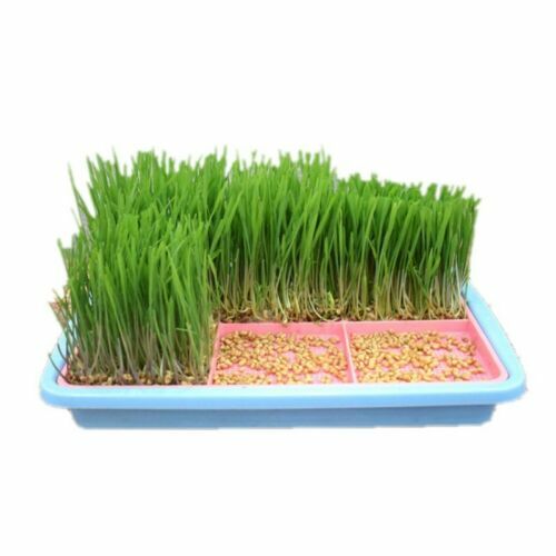 Mini Bio Haustier Gras Kit Grow Weizengras für Haustiere Hund Katze Vogel Kaninchen Hot - Bild 2 von 12