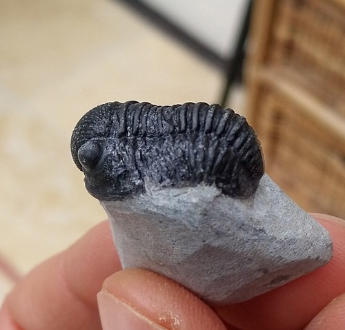Gerastos sp. Fósil de trilobites (2,4 cm) - Marruecos - Devónico - Imagen 2 de 6