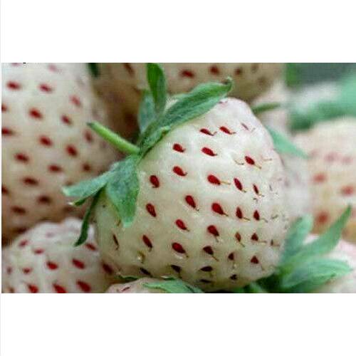 ANANAS BLANC - ANANAS FRAISE BLANCHE, 50 GRAINES + GRATUIT +cadeau - Imagen 1 de 1