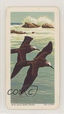 1964 Brooke Bond Red Rose Tropical Birds Tea American Blue Back Brown Noddy 9aj